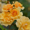 Rose - Rosa