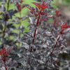 Ninebark - Physocarpus