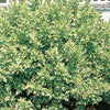 Dogwood - Cornus