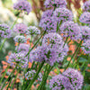 Ornamental Onion - Allium