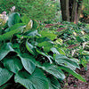 Plantain Lily - Hosta Specimen