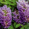 Wisteria
