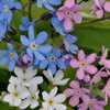 Forget Me Not - Myosotis sylvatica