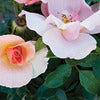 Rose - Rosa