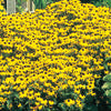 Black Eyed Susan - Rudbeckia fulgida