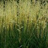 Fescue Grass - Festuca