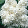 Lilac - Syringa