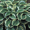 Plantain Lily - Hosta Specimen