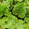 Rhubarb