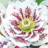 Lenten Rose - Helleborus Gold Collection