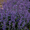 Catmint - Nepeta