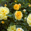 Rose - Rosa