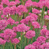 Sea Thrift - Armeria