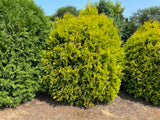Cedar - Thuja