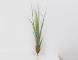 Air Plant Juncea - Tillandsia 'Juncea'