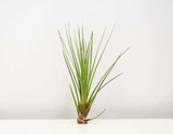 Air Plant - Tillandsia Melanocrater