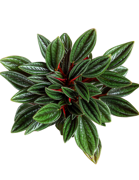 Peperomia Rosso - Peperomia