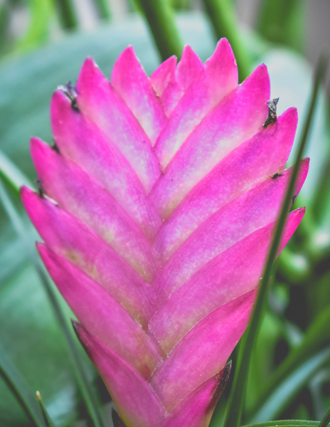 Bromeliad Pink Quill - Tillandsia