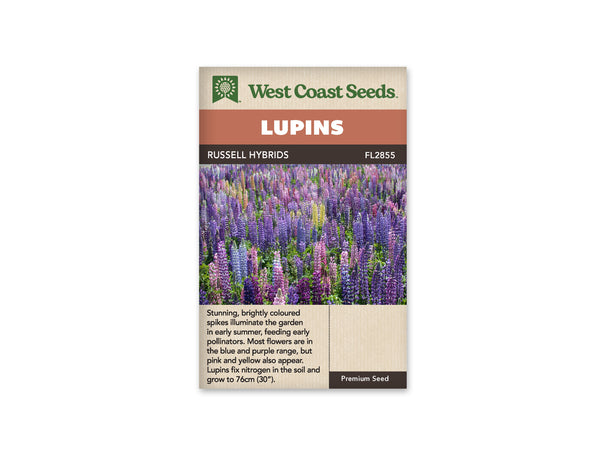 Lupine Seeds