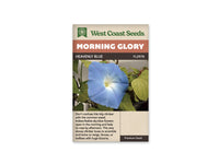 Morning Glory Seeds