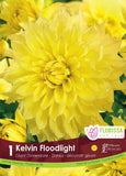 Bulb Package - Dahlia