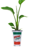 Bird of Paradise White - Strelitzia reginae