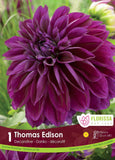 Bulb Package - Dahlia