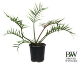 Philodendron Shangri-La - Philodendron selloum