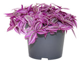 Wandering Jew Purpusii - Tradescantia zebrina