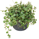 Peperomia String of Turtles - Peperomia prostrata