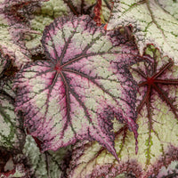 Rex Begonia Europa