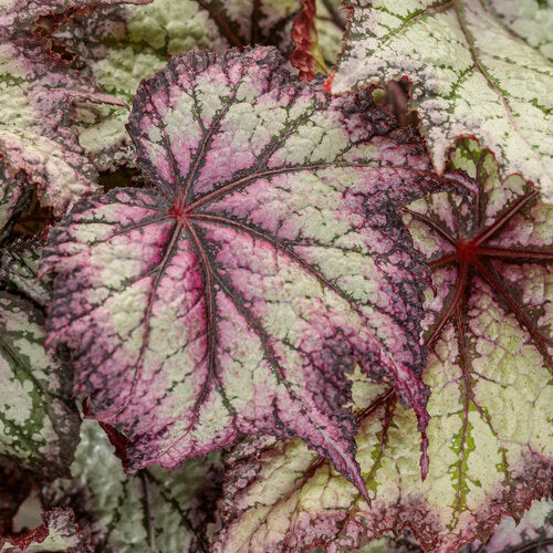 Rex Begonia Europa