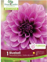 Bulb Package - Dahlia Exclusive