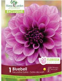 Bulb Package - Dahlia
