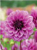 Bulb Package - Dahlia Exclusive