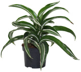 Dracaena Jade Jewel