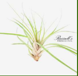 Air Plant - Tillandsia Capitata Peach