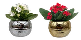 Bauble + Chime Christmas Kalanchoe