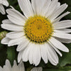 Shasta Daisy - Leucanthemum