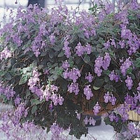 Streptocarpella Hanging Basket