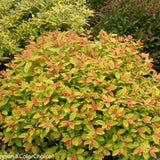 Spirea