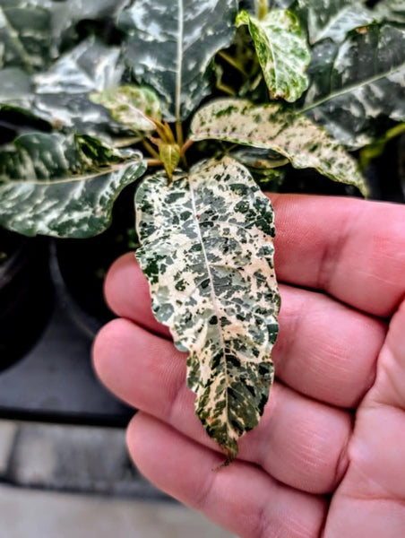 Fig Clown - Ficus Aspera