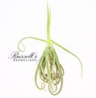 Air Plant - Tillandsia Duratii