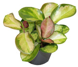 Hoya Australis Green