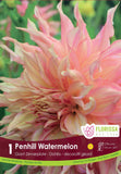 Bulb Package - Dahlia