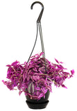 Wandering Jew Purpusii - Tradescantia zebrina