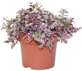 Wandering Jew Pink Ladies Turtle Vine - Callisia