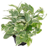Pothos Pearls and Jade - Epipremnum aureum