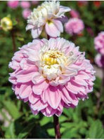 Bulb Package - Dahlia Exclusive