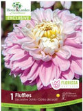Bulb Package - Dahlia